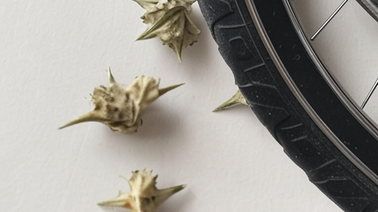Goathead thorns causing a flat eBike tire. Cyclists worsts nightmare are the late summer and fall goathead flats